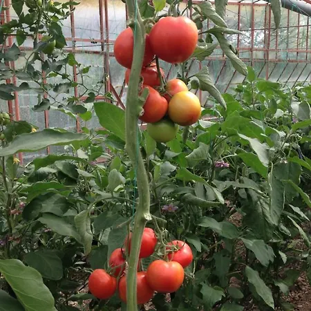 Aparthotel Nirvana 4*