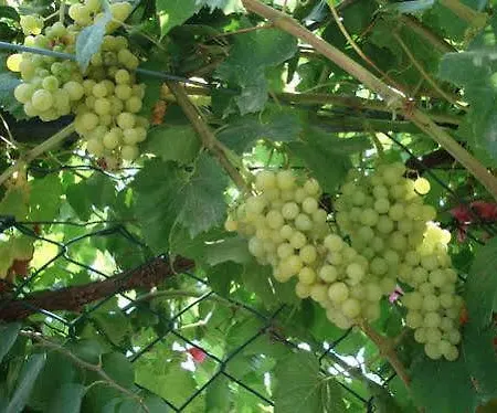 Aparthotel Nirvana 4*